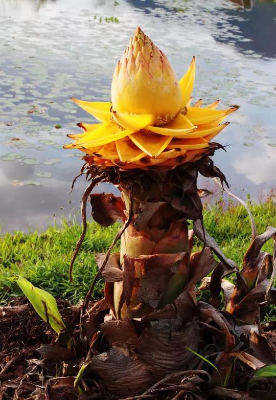 6种“霸王花”，开出来比脸盘大，许多人连见都没见过