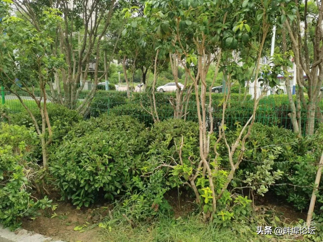 自来水管爆裂蚌埠,蚌埠南岗四路水管爆裂修好了吗