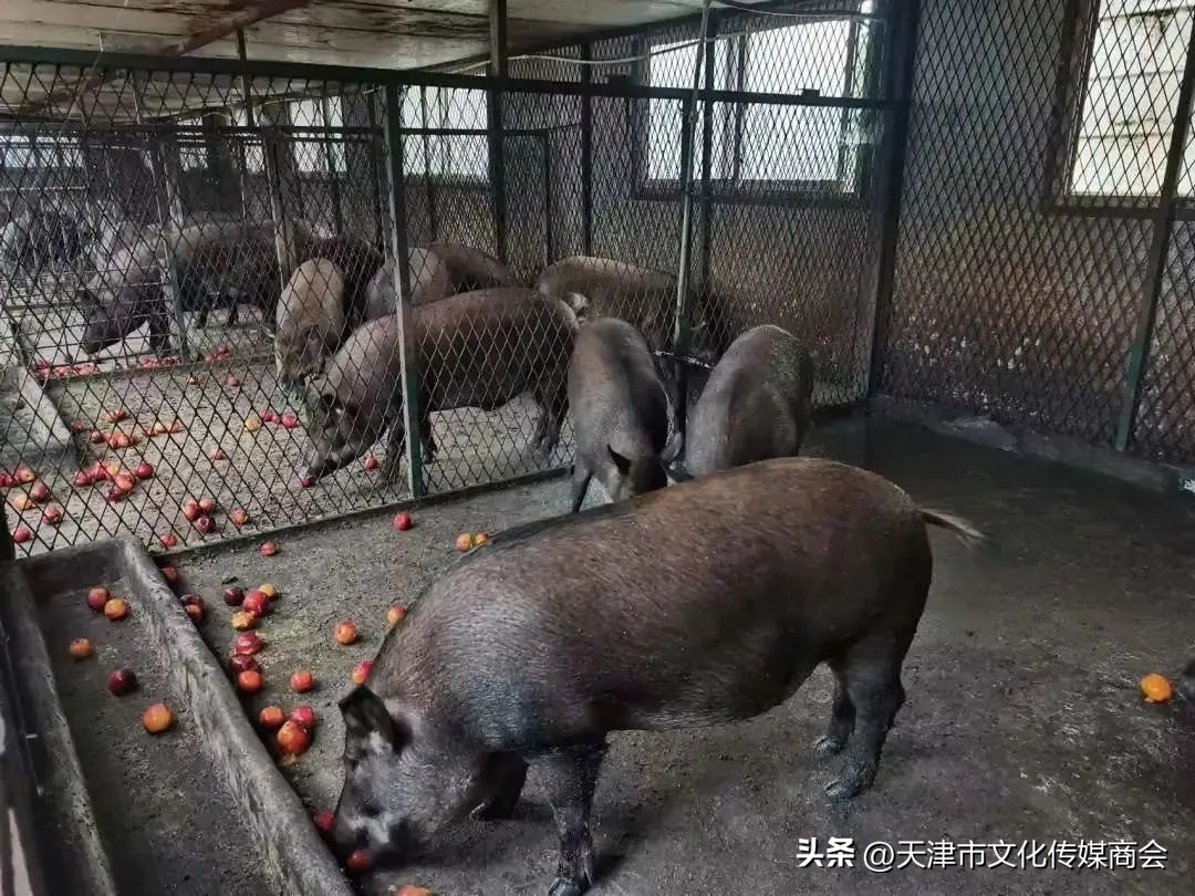 打造农特产品线上销售平台,蓟州农产品销售平台