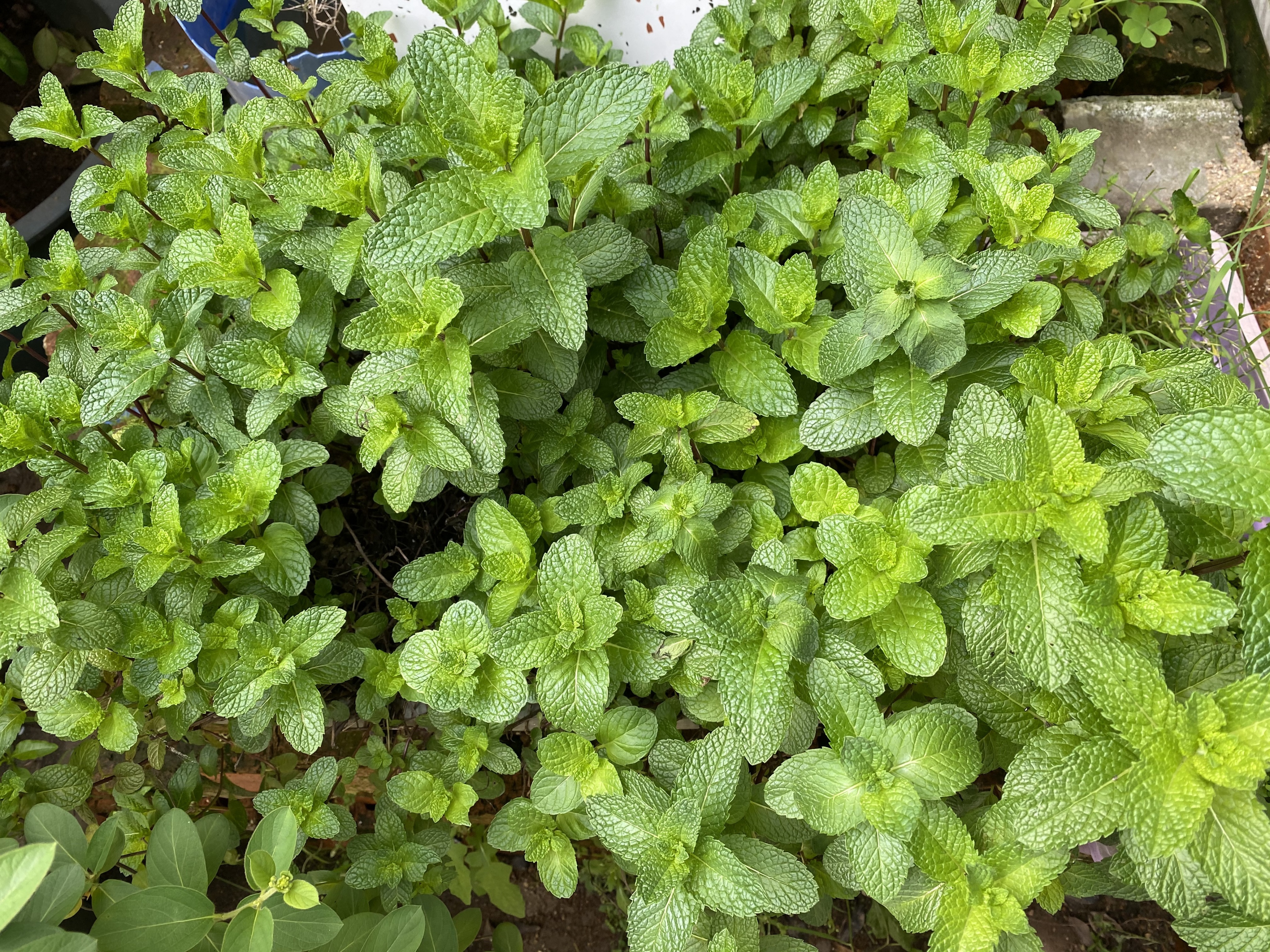 薄荷盆栽怎么养护才能更旺盛,夏季盆栽推荐薄荷