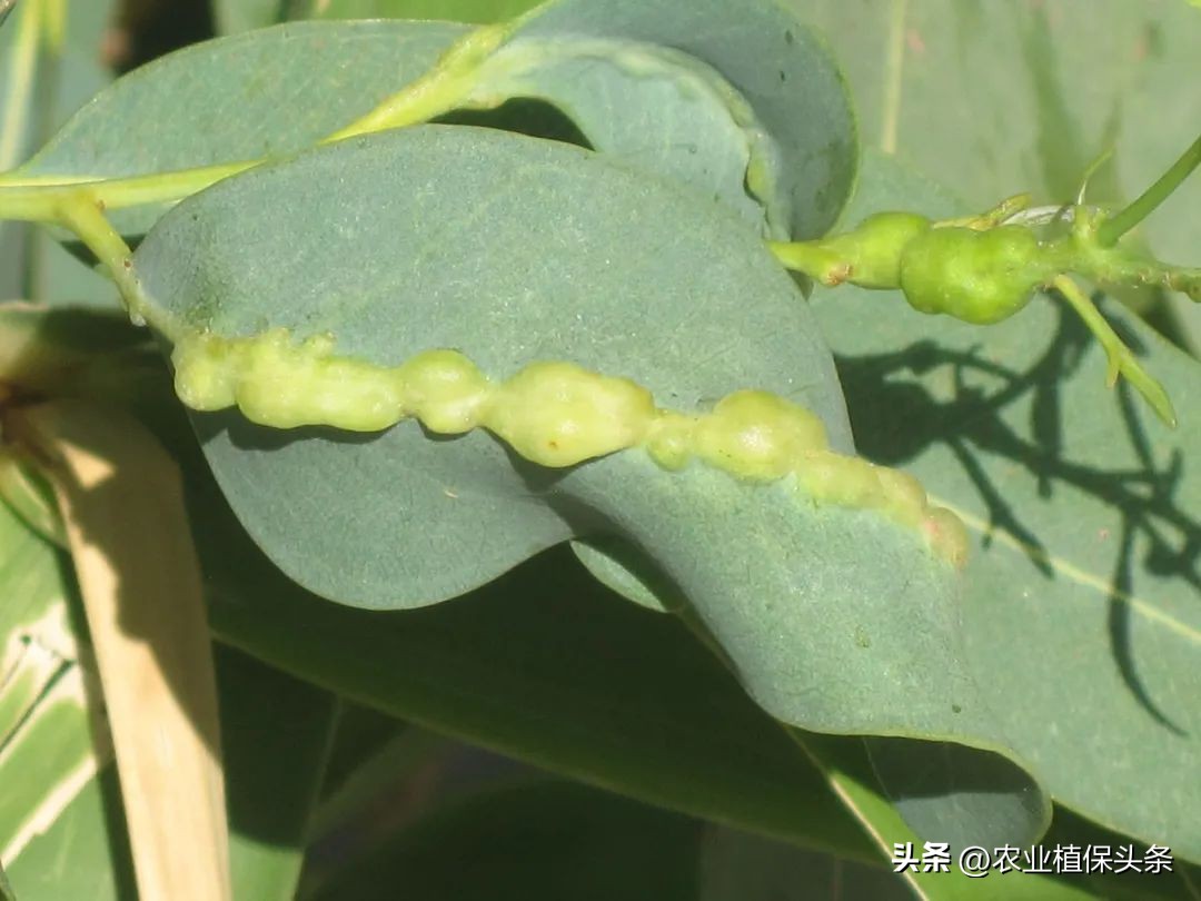 外来入侵物种动物名单,外来物种昆虫有哪些