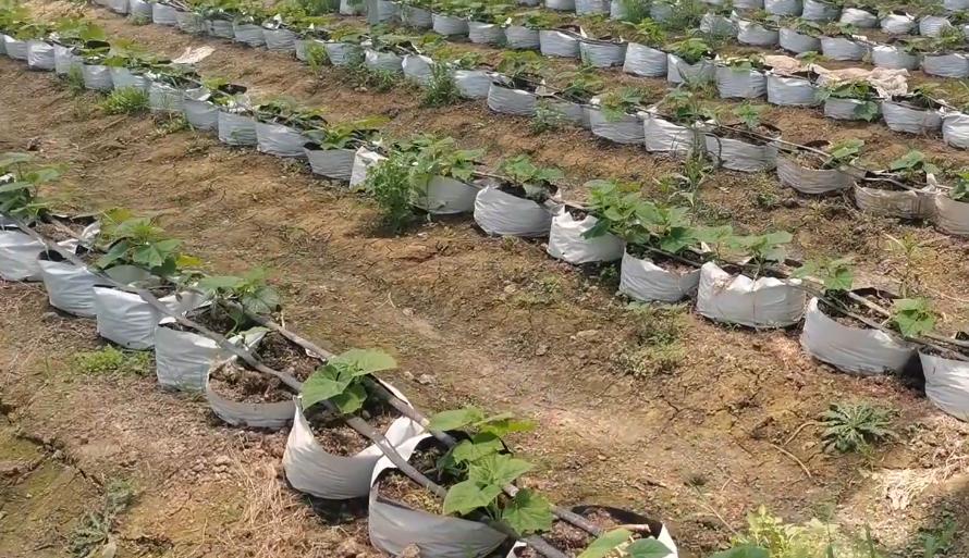 黄瓜牵引吊蔓方法,黄瓜吊秧的正确方法