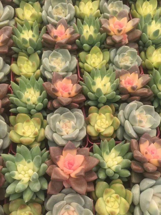 什么样的花好养又耐活,哪些花坑人