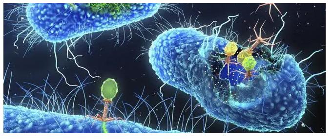 蓝藻球菌的完整细胞MALDI-TOF质谱分析，用于分类和鉴定标记蛋白