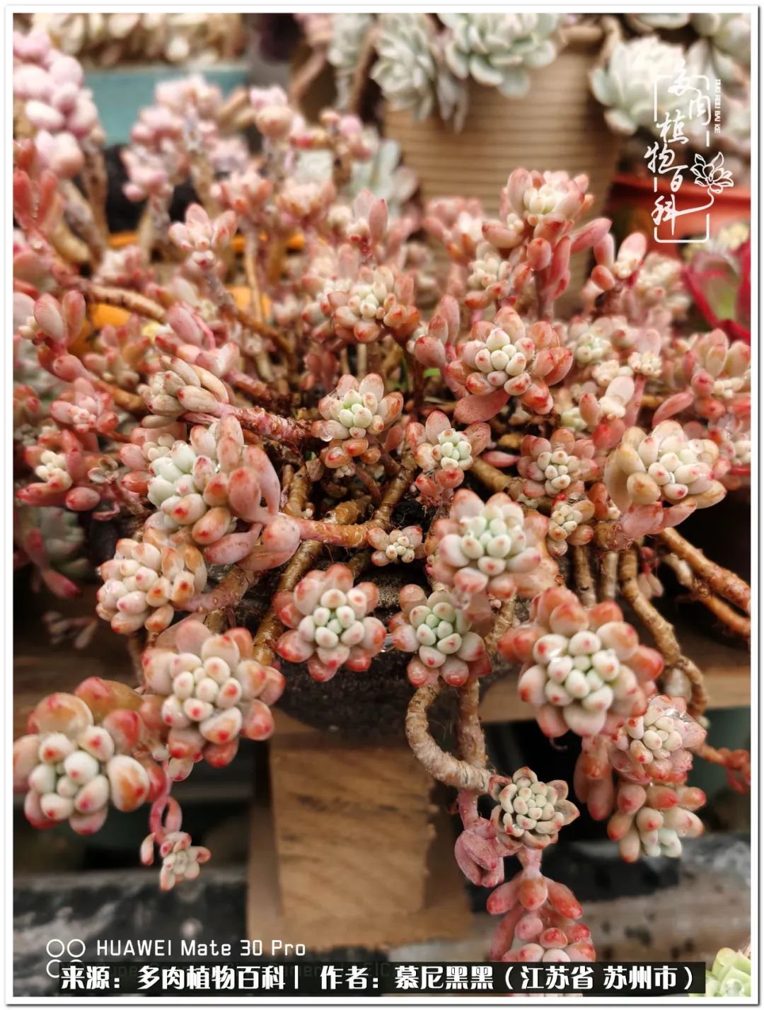 生活需要三分甜,生活需要一半禅意一半烟火