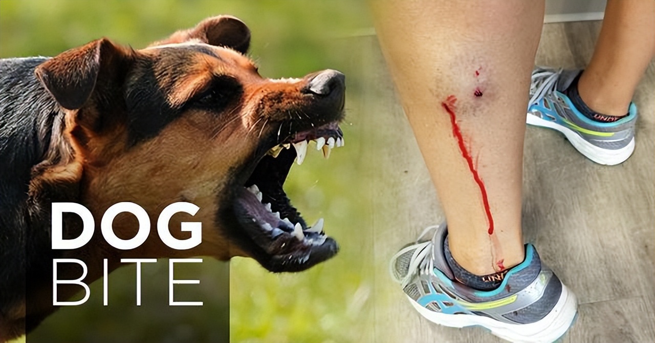 狗狗得了狂犬病是什么样的症状,有狂犬病的狗咬人是什么症状