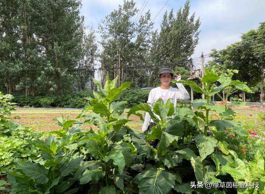 大叶蛋白菊国内哪里有种植,蛋白菊种植方法和技术