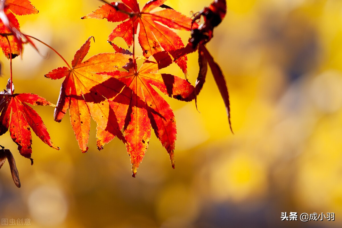 说白了，异性提出这几个要求，女人不拒绝，基本等于认同了暧昧