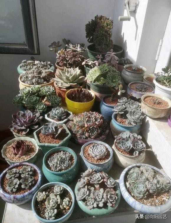 不适合淋雨露养的多肉,露养多肉杀菌雨前还是雨后