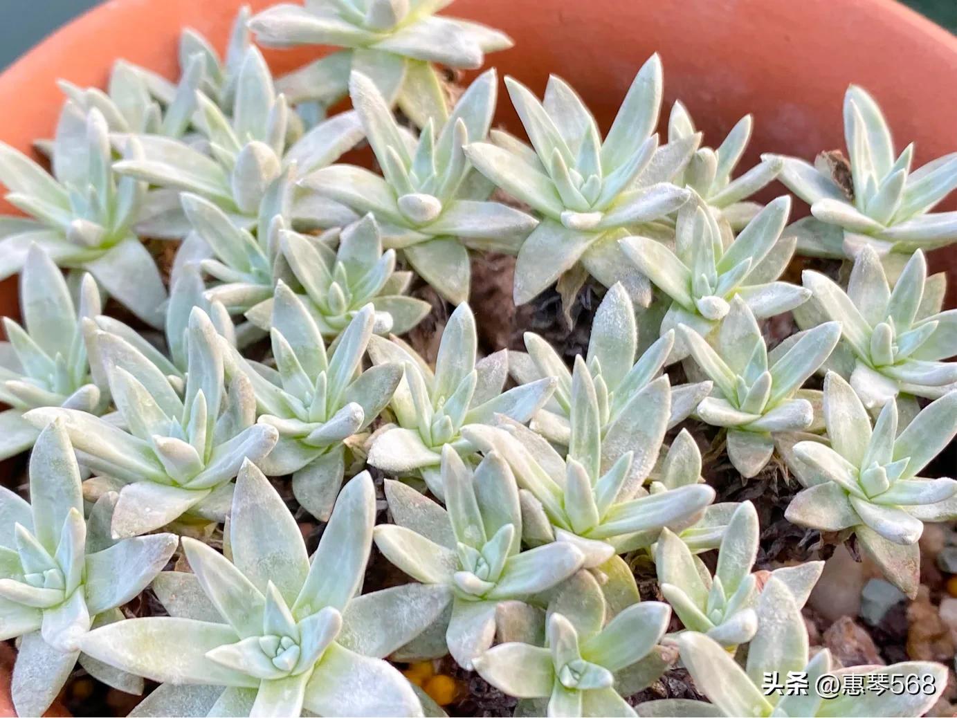 怎样养护多肉植物仙女杯,多肉仙女杯拍摄视频