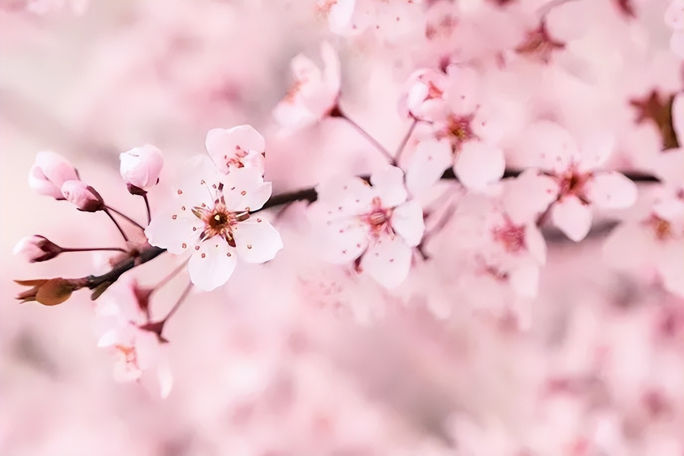 形容春天的唯美古诗词,最唯美春天的诗句古诗