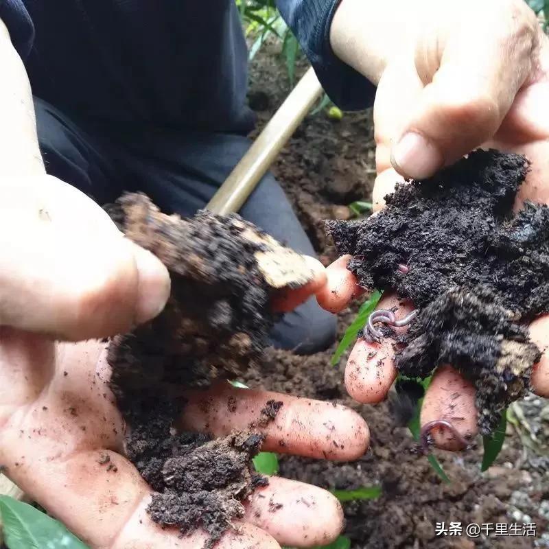 现摘正宗山东蒙阴脆甜黄油桃,山东蒙阴蜜桃之乡的桃子上市啦