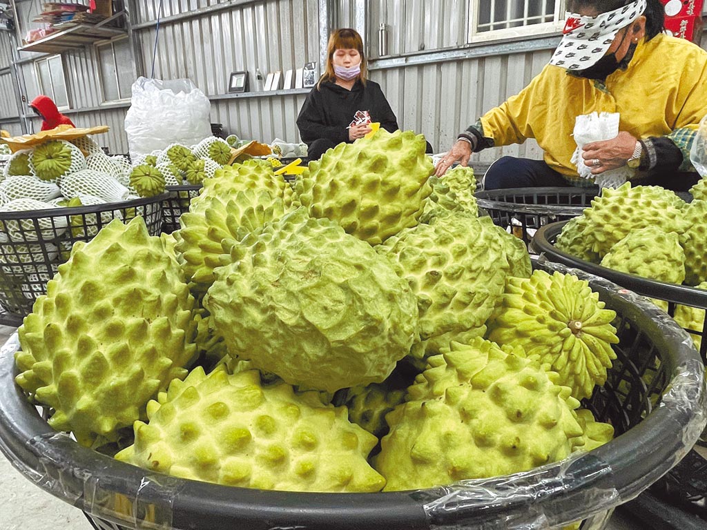 释迦卖不出,*进党民**当局强迫业者认购?外界喊话改善两岸关系