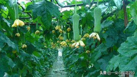 你说咋处理？三名青年返乡创业，贫穷老人几次三番背着背篼来偷