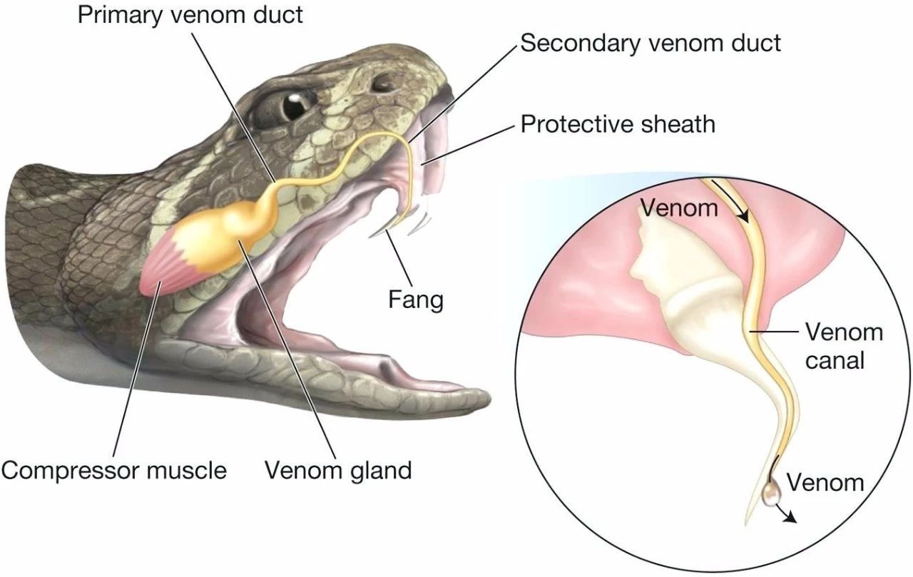 剧毒蛇泡酒,五步蛇泡酒喝吐血
