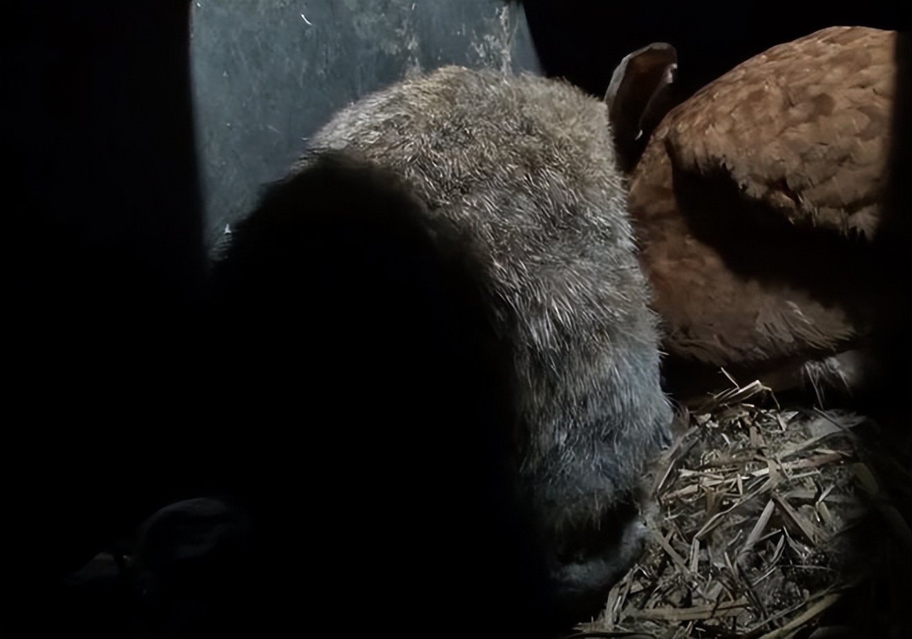 大爷家兔子生了崽,却放着娃不管到处跑,小兔子还被母鸡收养了?