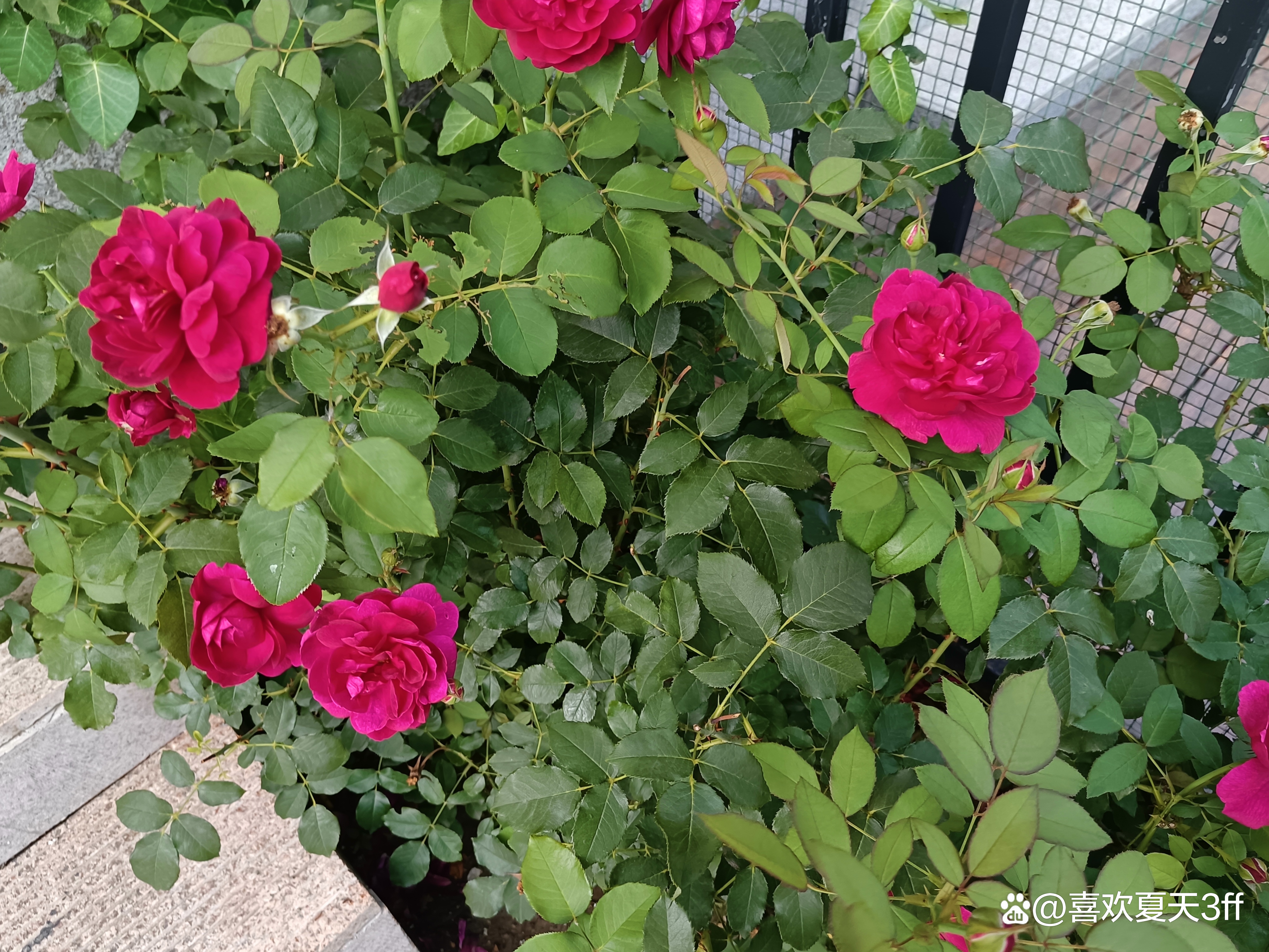夏日的鲜花浪漫的盛开美丽又迷人,夏日盛开的鲜花