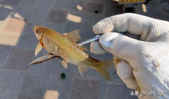 失去底线？广东男子“射鱼”引发质疑：带字的乌龟也不放过