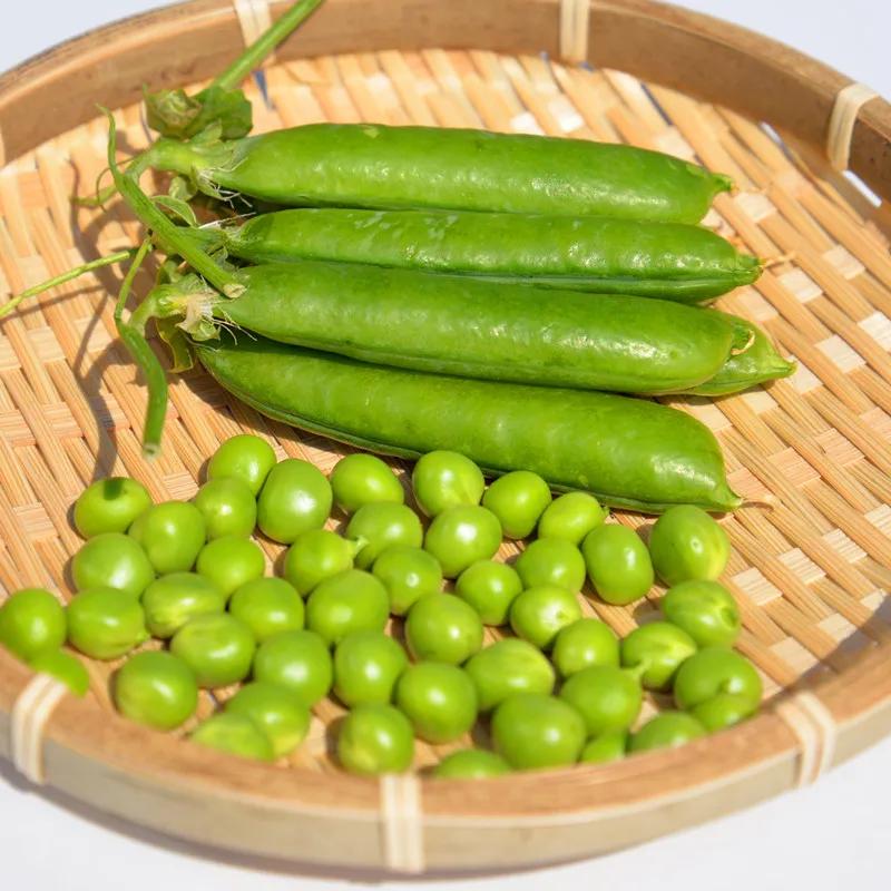 可以作为鱼饵的动植物有哪些,什么样的藻类植物可以做鱼饵