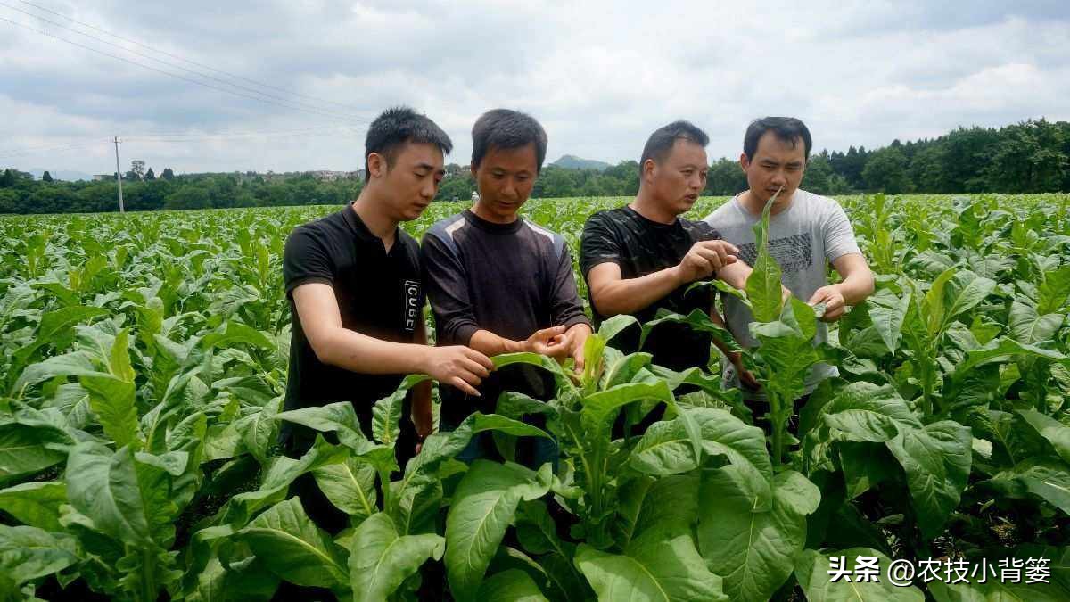 微生物菌肥的正确使用,微生物菌剂与菌肥区别是什么