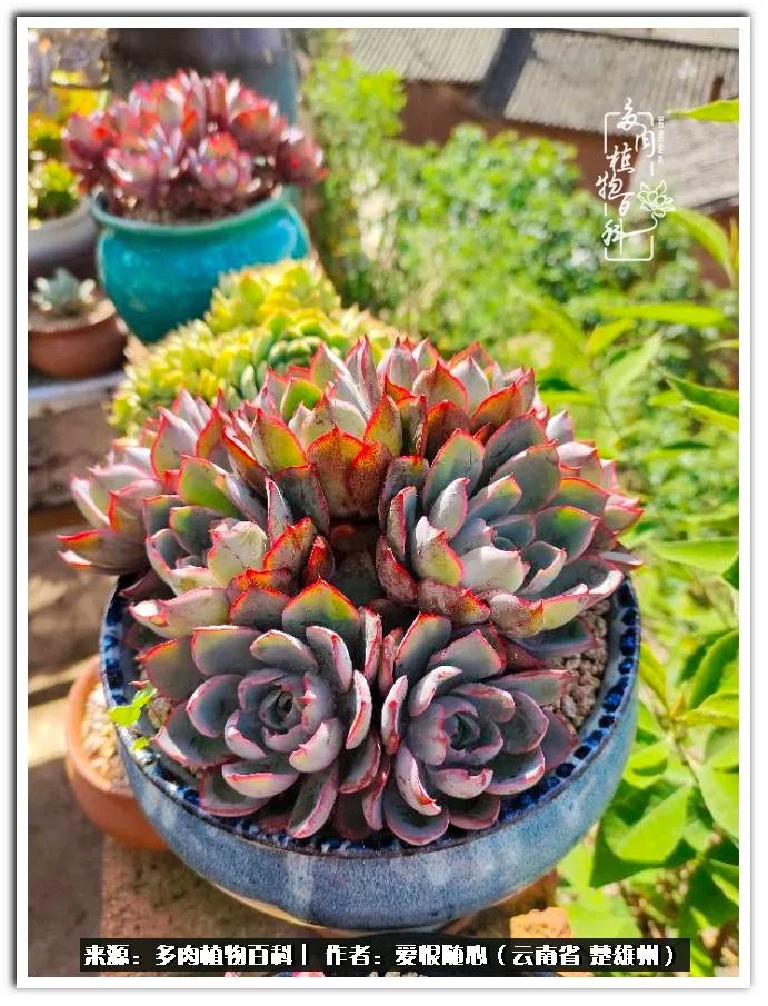 用心种好每一棵多肉,每一棵多肉都是独一无二的