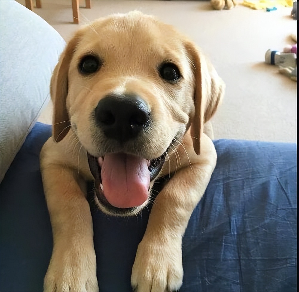 忠诚聪明老实便宜可爱跑得快的狗,什么狗无体味不掉毛聪明好喂养