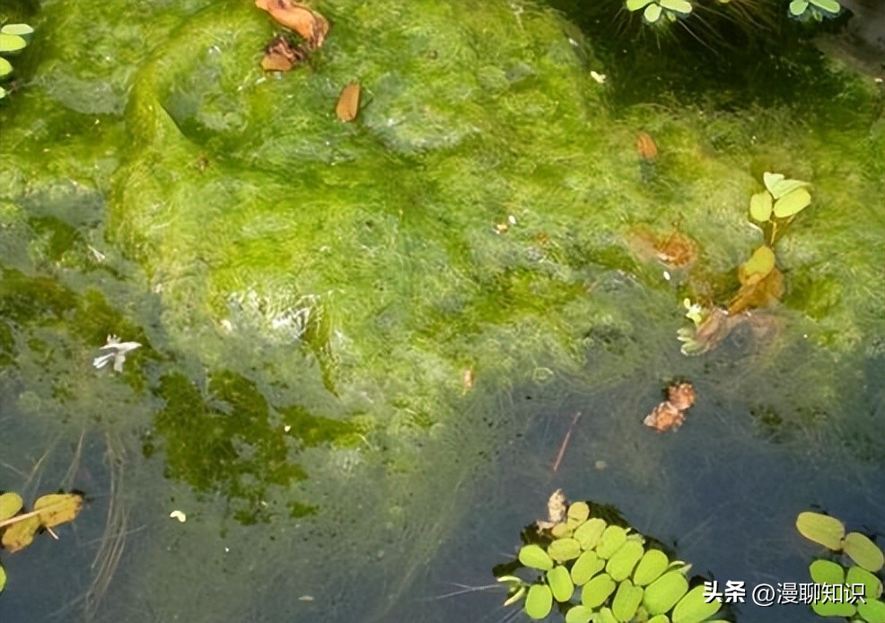 水稻田水绵怎么防治,水绵生物防治