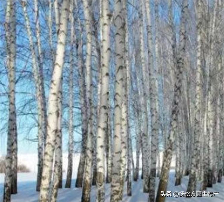 桦树茸用途,桦树茸多糖