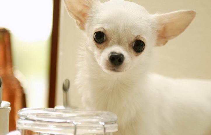 吉娃娃的特点和优点,吉娃娃很可爱