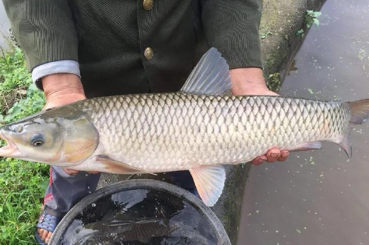 想钓草鱼用什么勾,想钓大鱼怎么钓