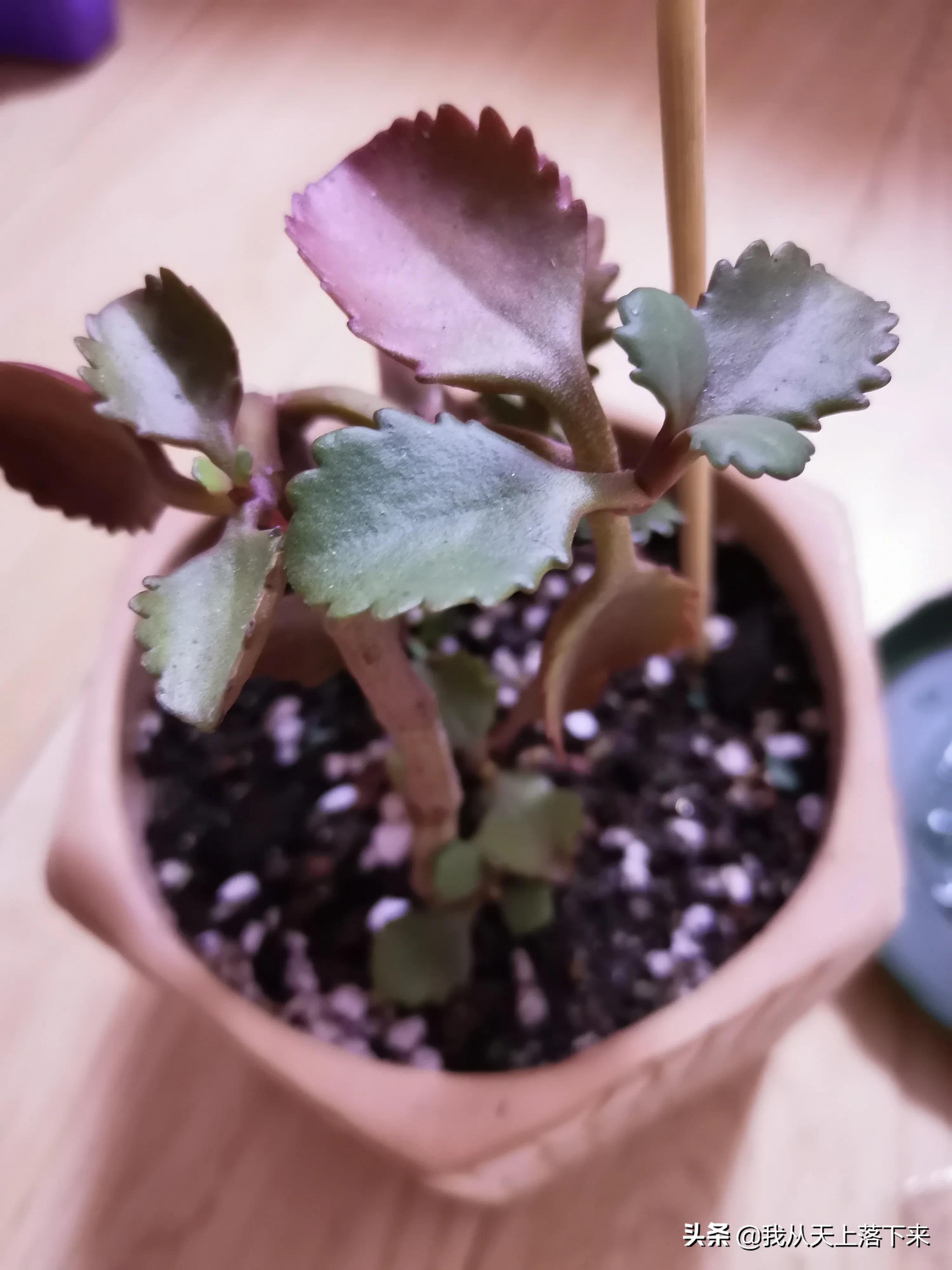 多肉品种及图片大全欣赏,多肉品种辨别图片大全欣赏