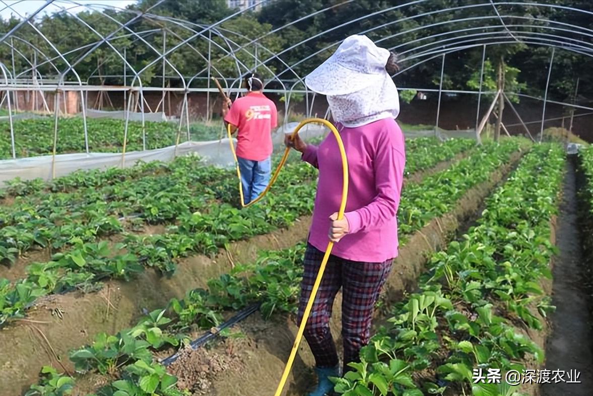 如何简单有效地解决重茬病,蔬菜重茬用什么办法解决