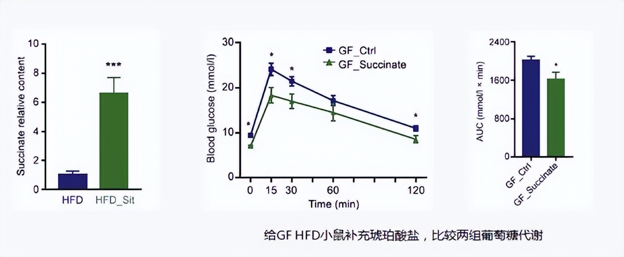 肠道菌群对糖尿病的影响,肠道有益菌对糖尿病的影响