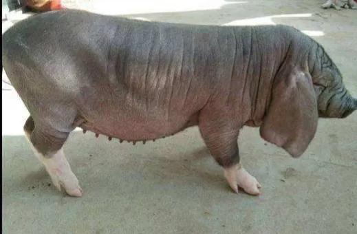 五个养猪偏方,养猪怎样才能快速发展