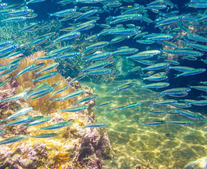 宠物鱼油哪一款比较好,宠物鱼油怎么选才是正确的