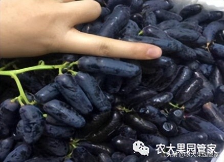 优质果树苗木品种介绍,最好的新品种苹果苗木