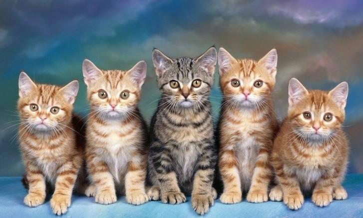 猫疱疹病毒怎么消毒,猫疱疹病毒会呕吐吗