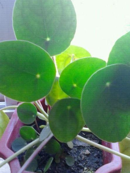 如何让镜面草变成老桩,镜面草老桩养护