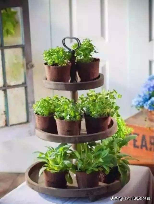 家庭种香草的方法大全,在家种植什么香草好看