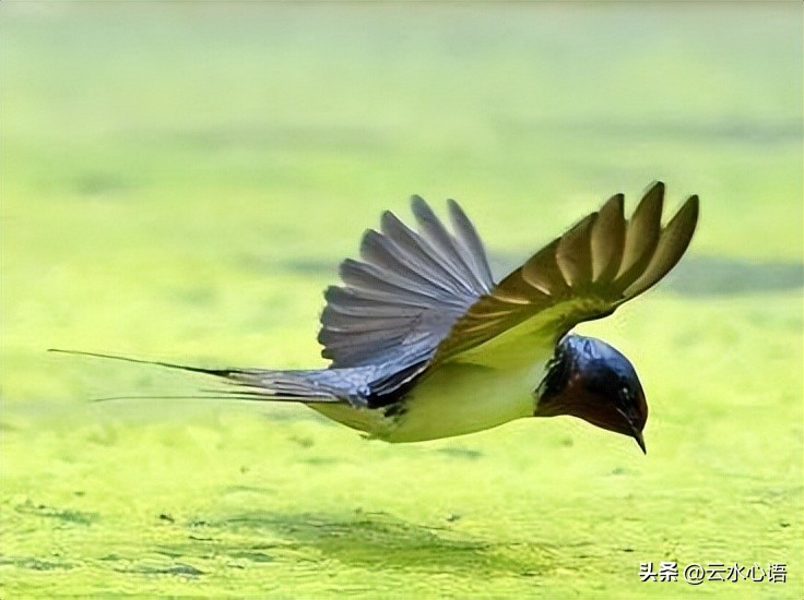 关于燕子的古诗旧时王谢堂前燕,与燕子有关的古诗词名句