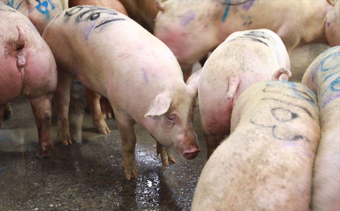 猪价上涨六七月份猪价怎样走,猪价大幅下跌春节前猪价还能涨吗