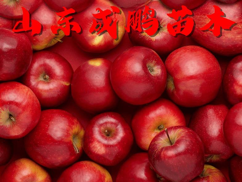 新品种水果苗图片及价格,各种水果苗新品种物美价廉