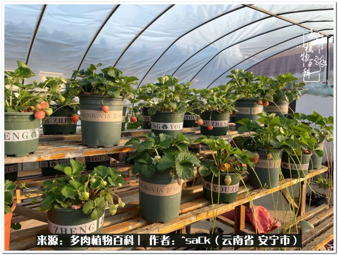 情不知所起一往而深歌曲,情不知所起一往而深完整版