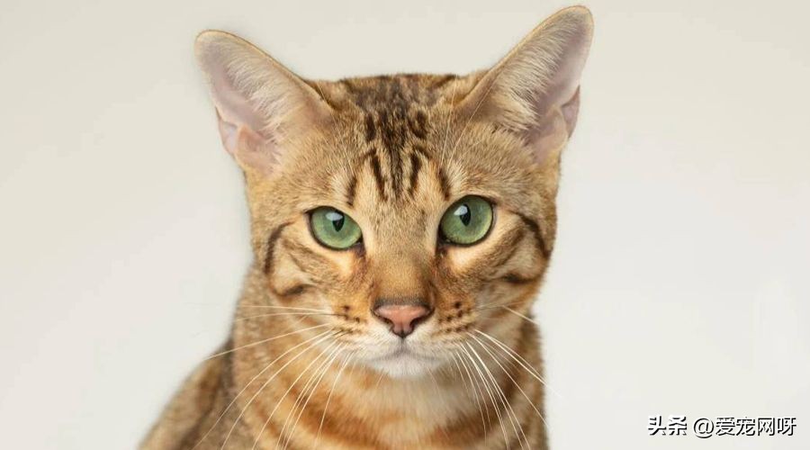 玳瑁猫咪是什么品种,猫咪品种大全及图片