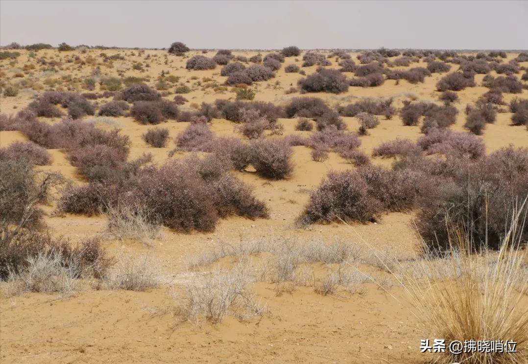 王军乐图片,王军音乐作品