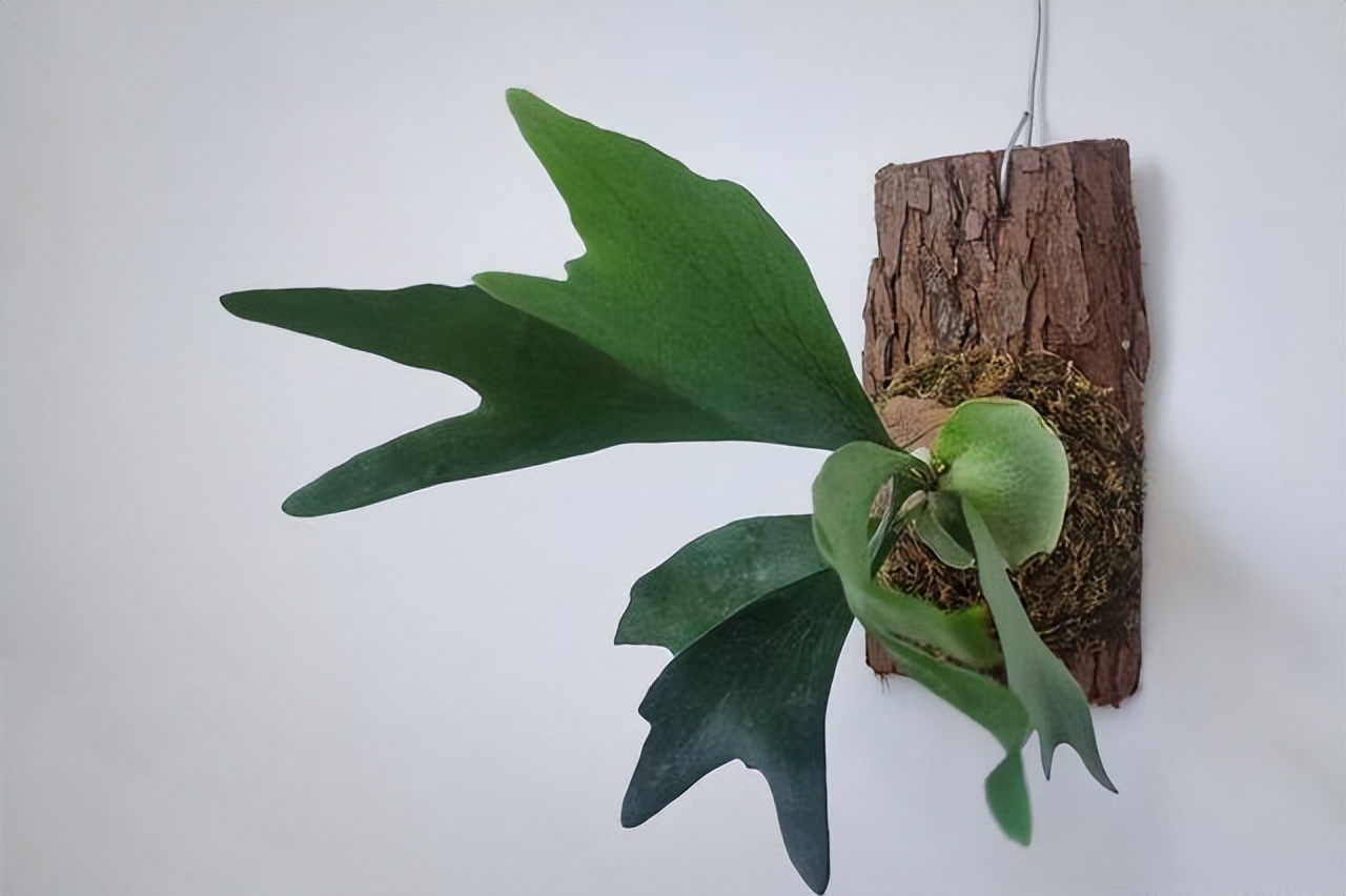 家里光照不足建议养这10种耐阴花,卧室什么耐阴没有阳光的花好养