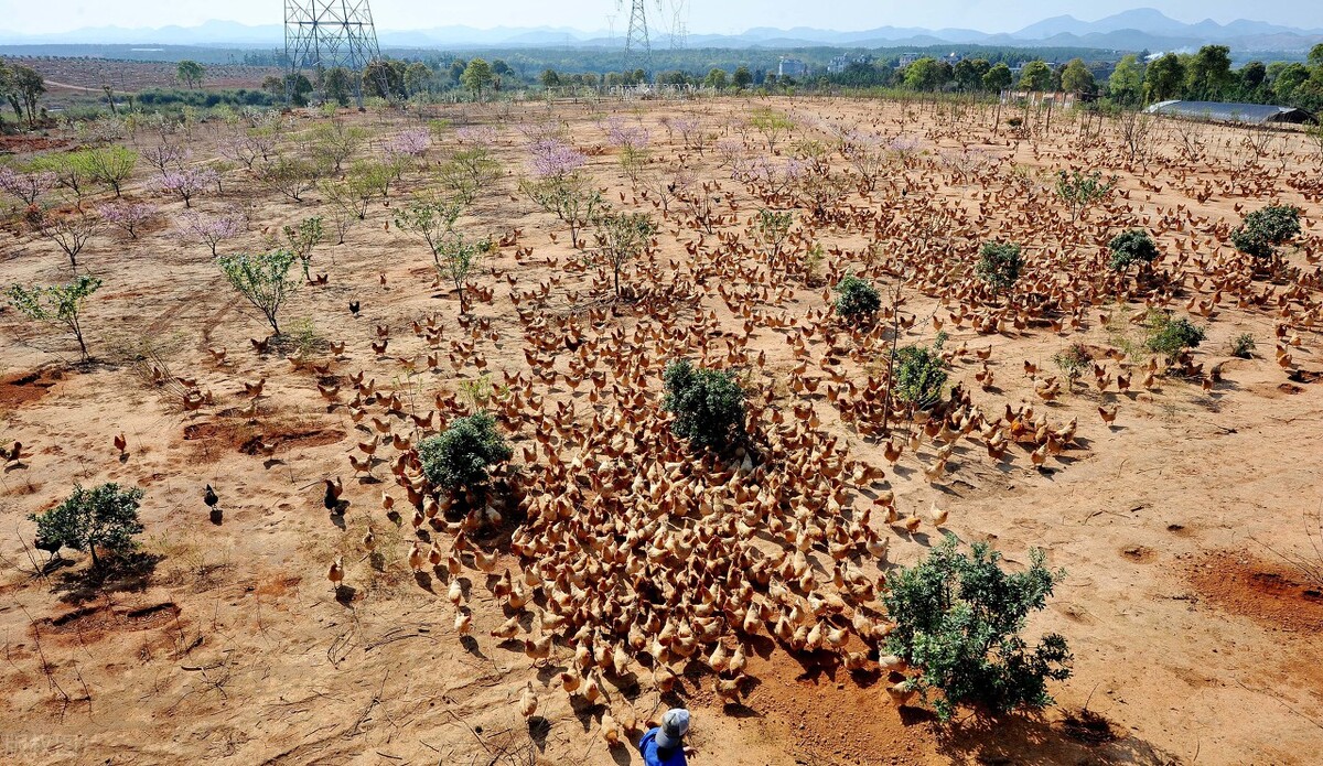 南方鸡特有的寄生虫疾病——鸡白细胞原虫病