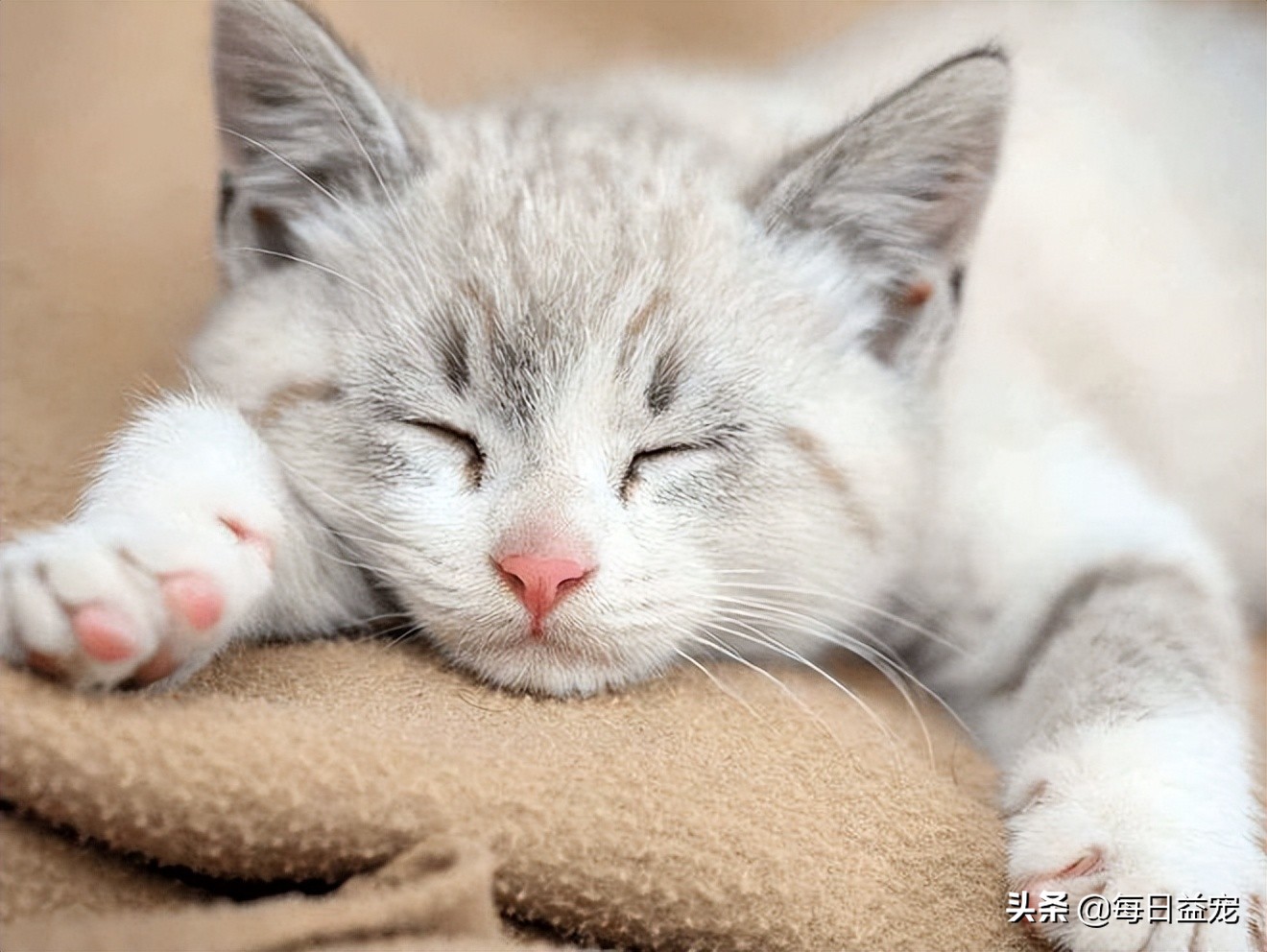 猫咪感冒呼吸声音很大是正常的吗,猫咪感冒了打喷嚏流鼻涕吃什么药