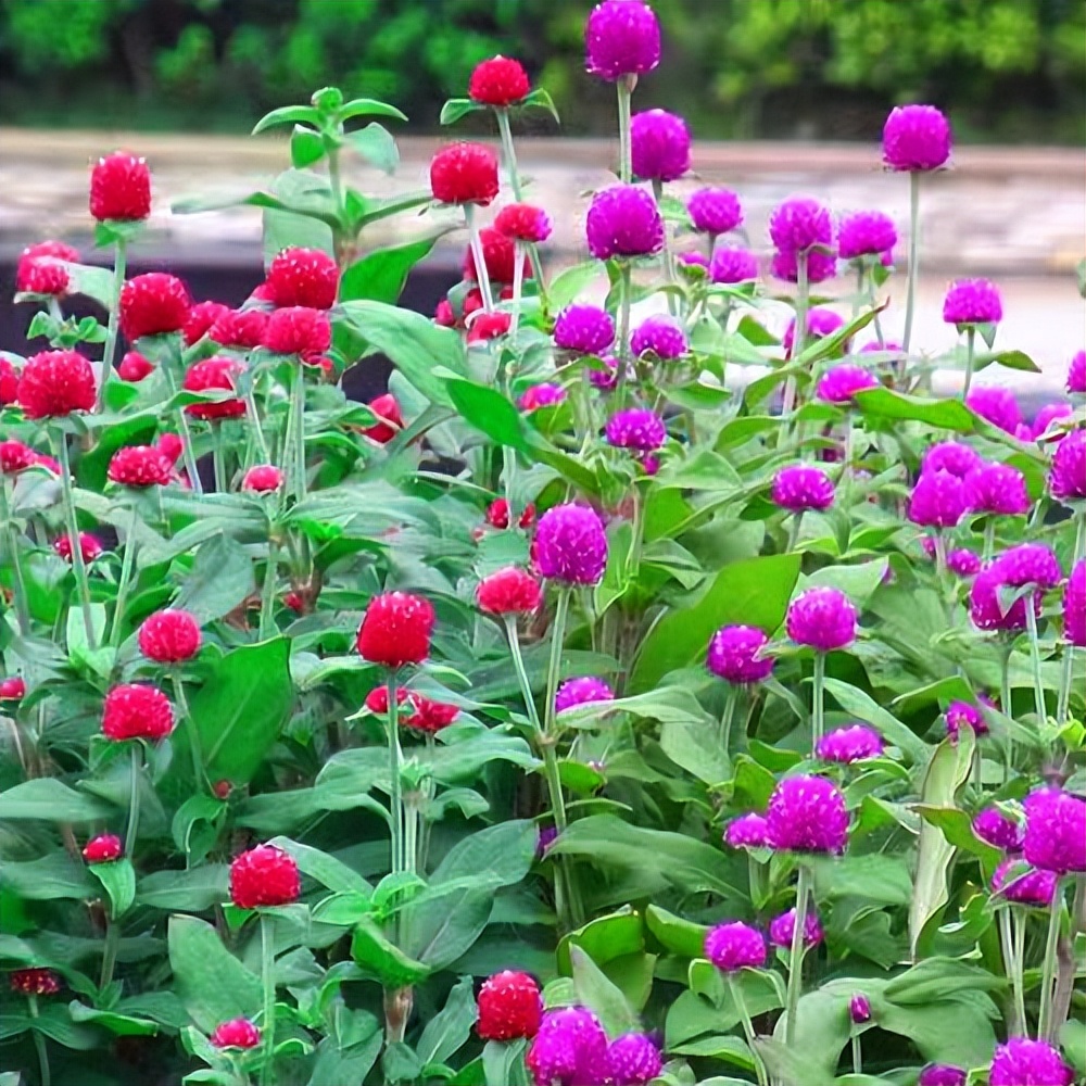 常觅春归不知处花田此地得逢君：栖云田园小镇·花间集