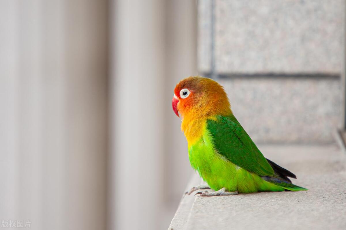 鹦鹉剪喙的正确方法,怎样修剪鹦鹉的嘴是最合适的